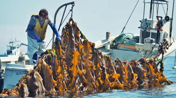 南クリル諸島コンブ漁　露日間の交渉妥結 - Sputnik 日本