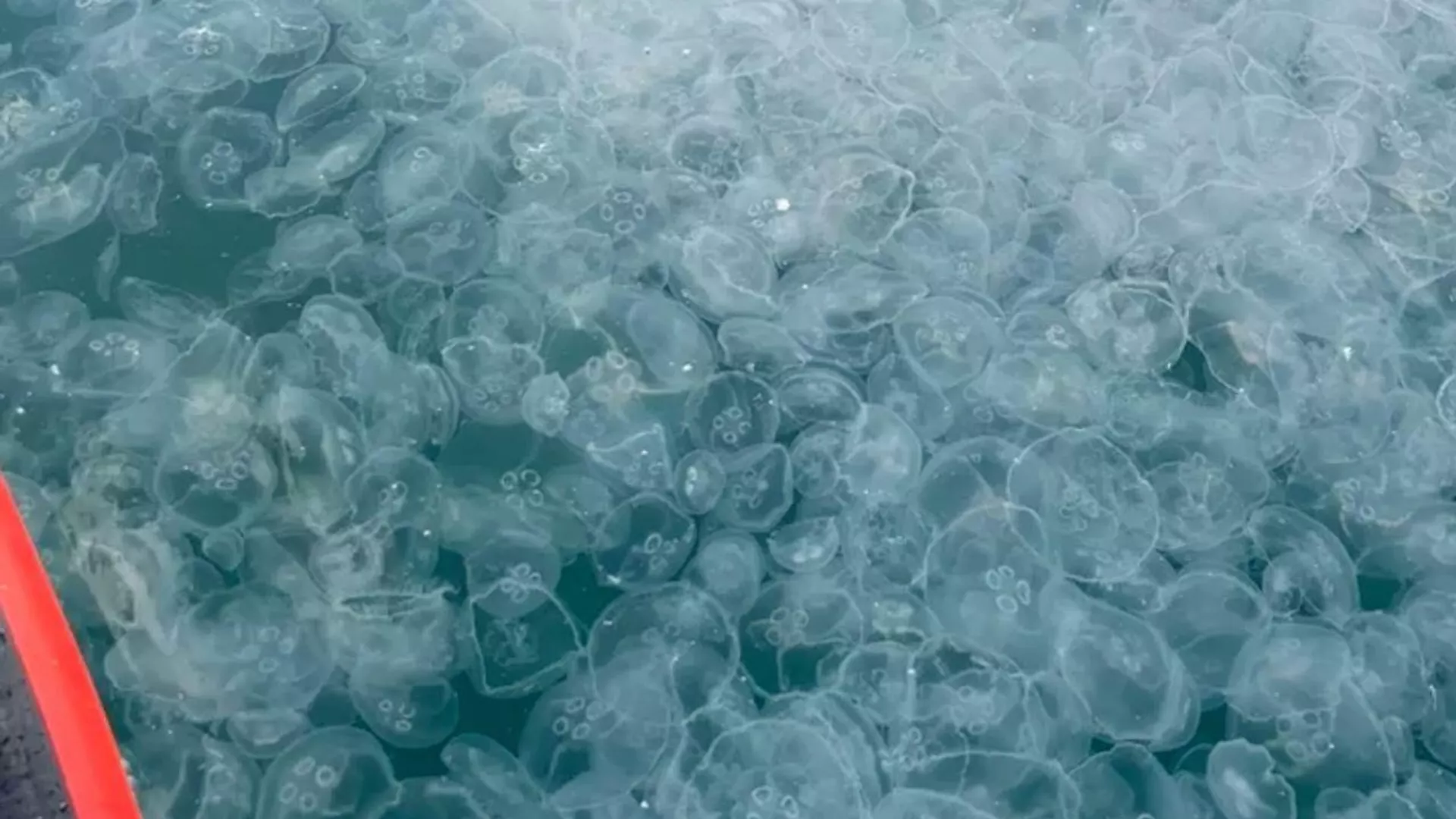 露沿岸海域でクラゲが大量発生　綿毛のよう