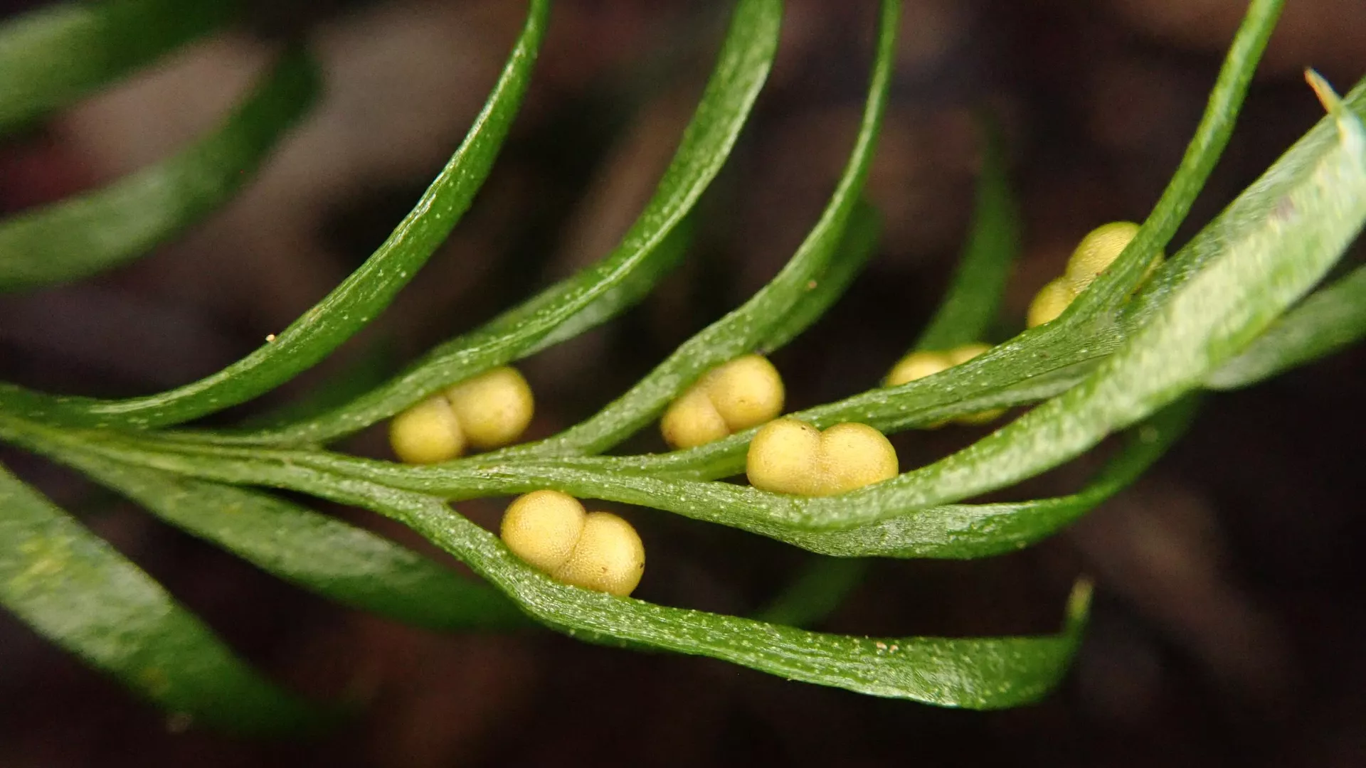 Tmesipteris oblanceolata