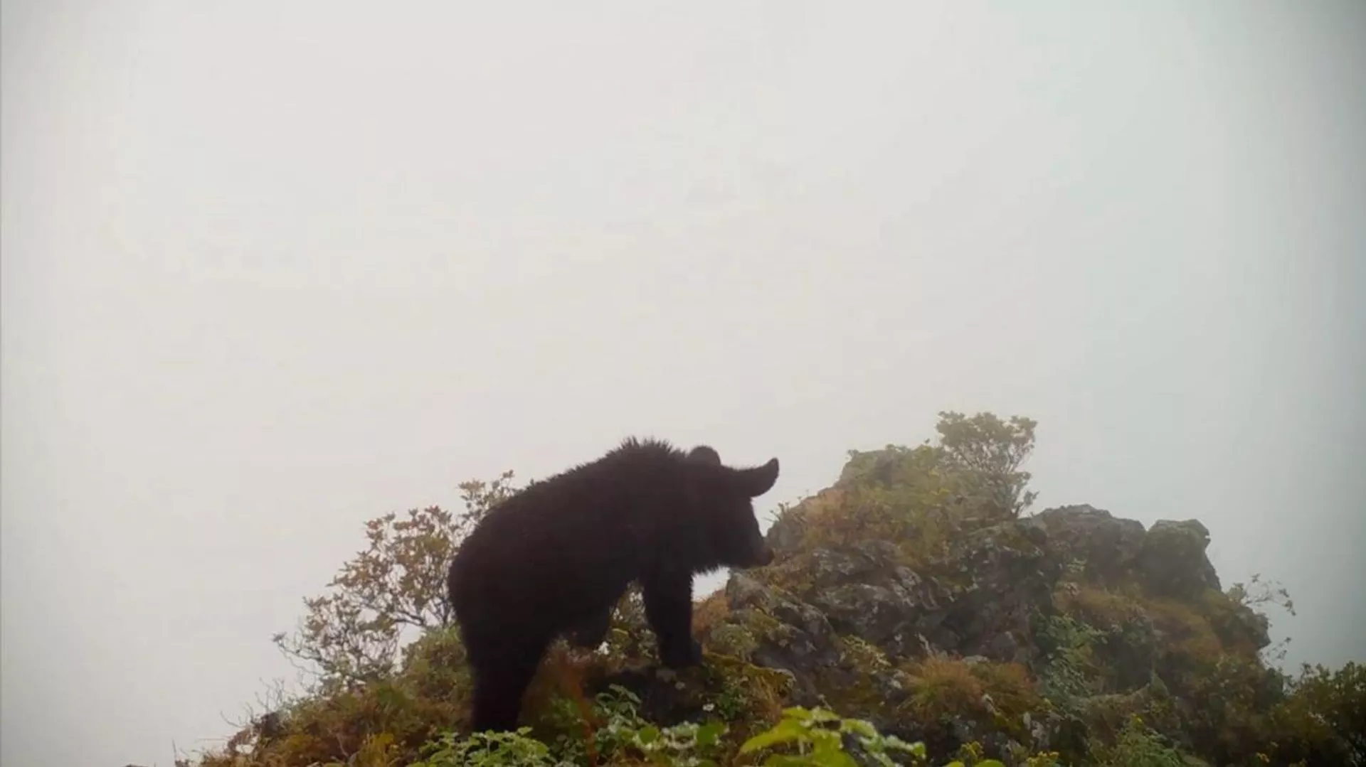 開運の印！　子クマがあなたの匂いを嗅ぎました