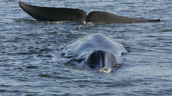 日本の商業捕鯨、ナガスクジラも対象に　今年59頭 - Sputnik 日本