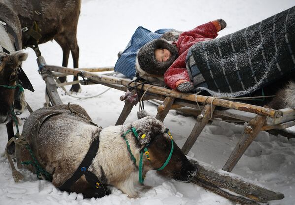 北方民族の祝日「トナカイ飼いの日」に、ソリの上で眠る子ども。ヤマロ・ネネツ自治管区・サレハルトにて - Sputnik 日本