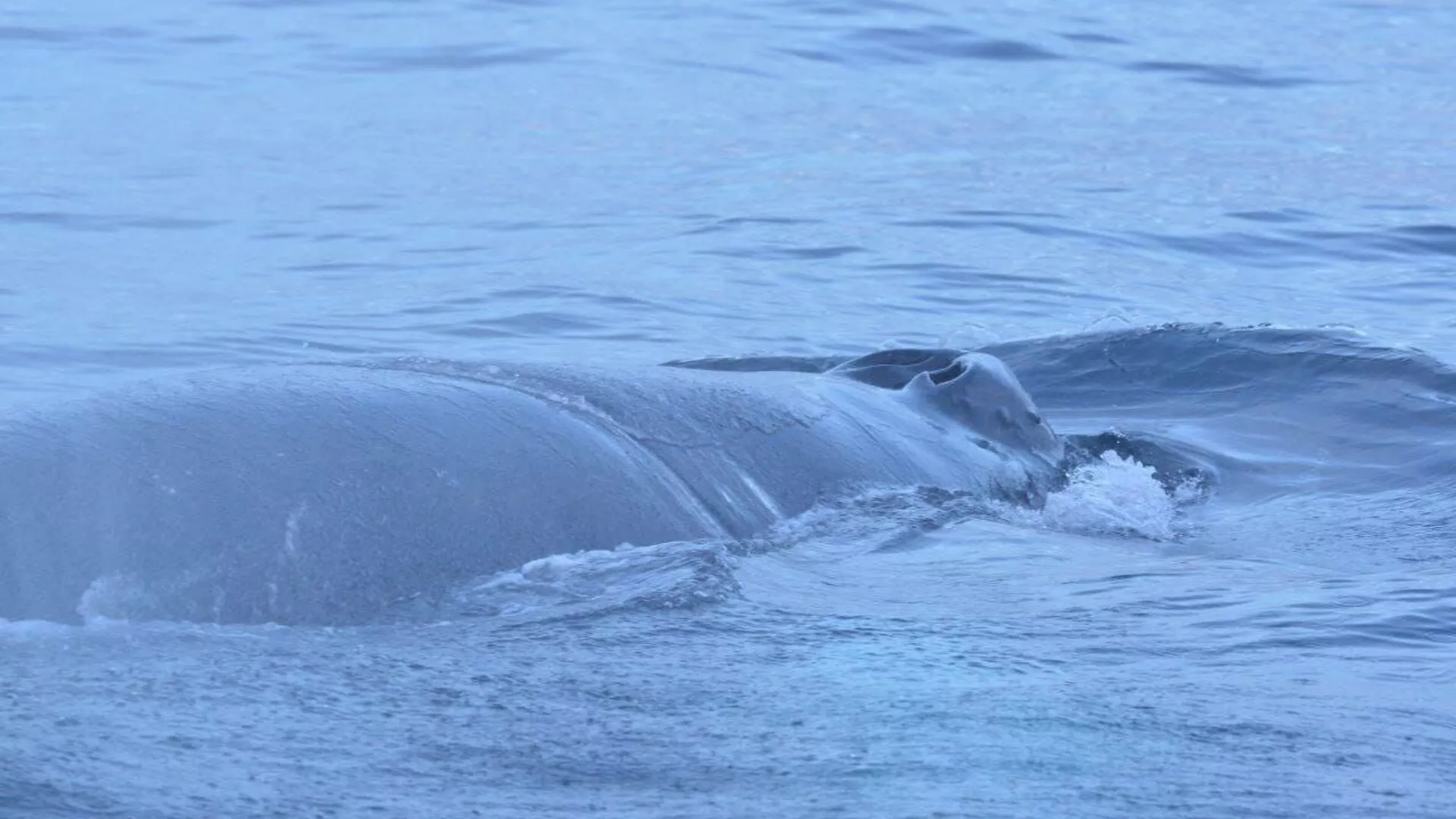 網に絡まったクジラの救助に成功 網に絡まったクジラの救助に成功 - Sputnik 日本, 1920, 16.06.2024