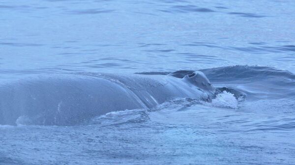 網に絡まったクジラの救助に成功 - Sputnik 日本