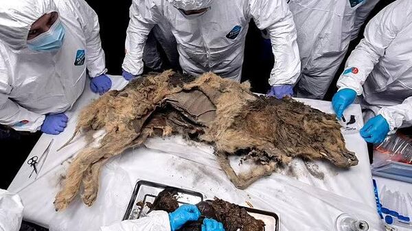 永久凍土で4万4000年　ロシアのチームが古代オオカミを検死  - Sputnik 日本