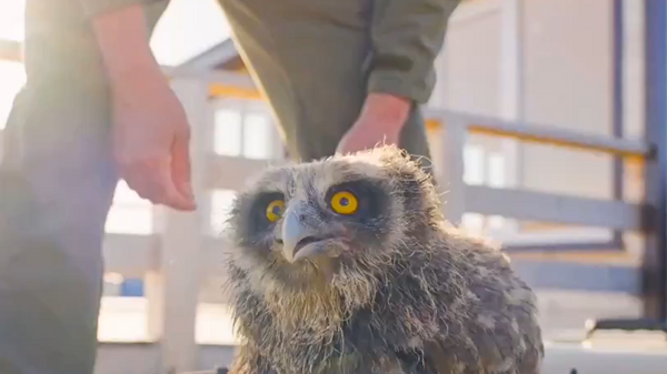 モスクワ動物園、今年に入ってから約100頭の動物を保護 希少種や絶滅危惧種も - Sputnik 日本