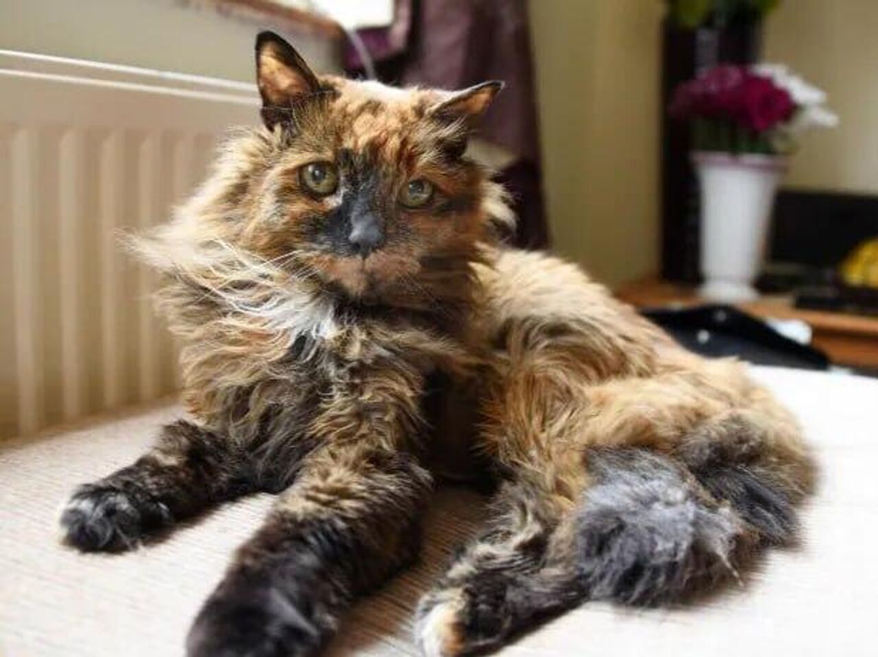 最高の猫 世界最高齢の猫、英国で死去 33歳 - 2024年9月16日, Sputnik 日本
