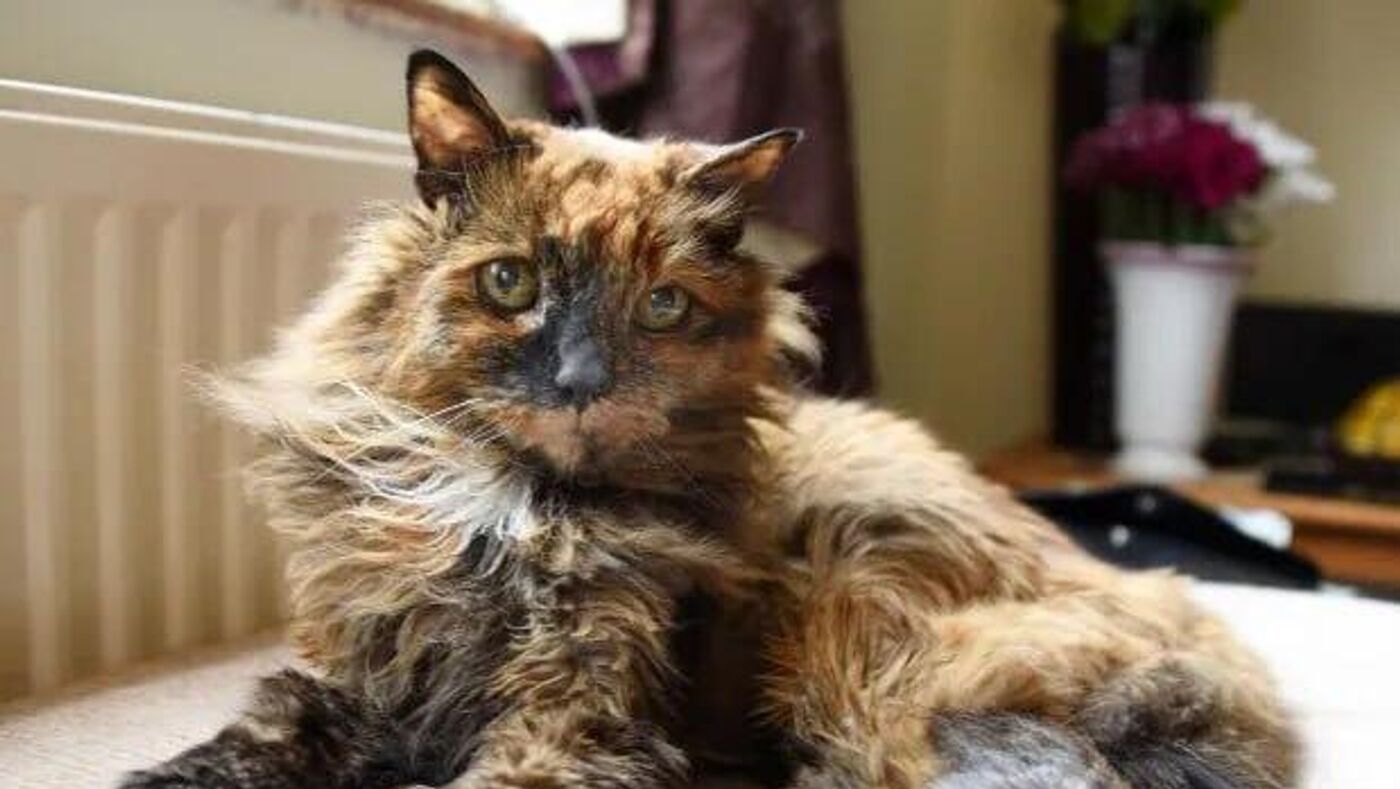 世界最高齢の猫、英国で死去 33歳 - 2024年9月16日, Sputnik 日本