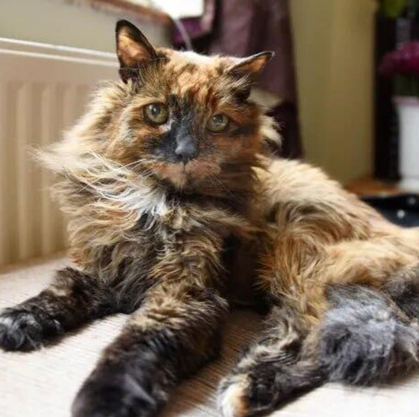世界最高齢の猫、英国で死去 33歳 - 2024年9月16日, Sputnik 日本