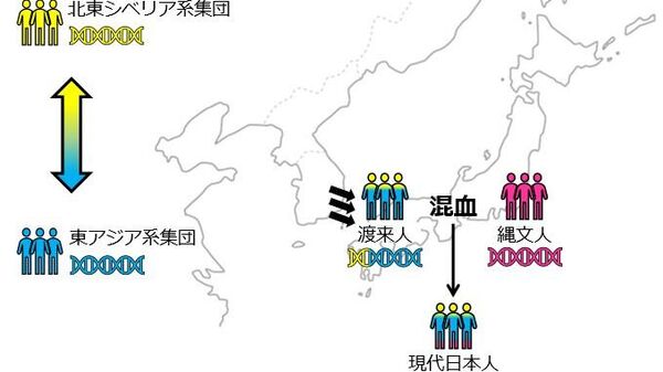 渡来人のルーツが明らかに　東大と東邦大が調査 - Sputnik 日本