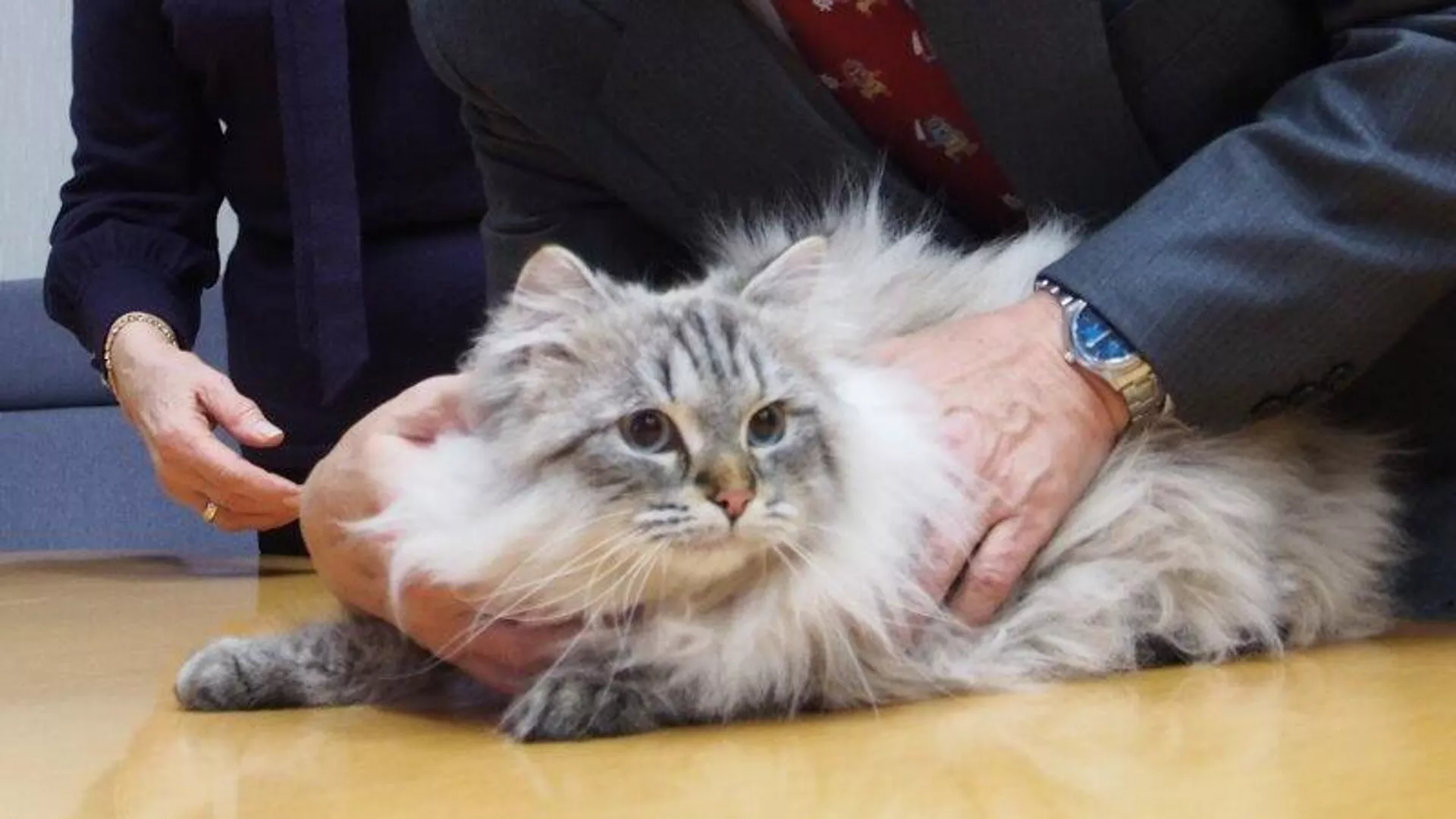 秋田県知事、プーチン氏贈呈の猫死で会見　露日交流の復活願う