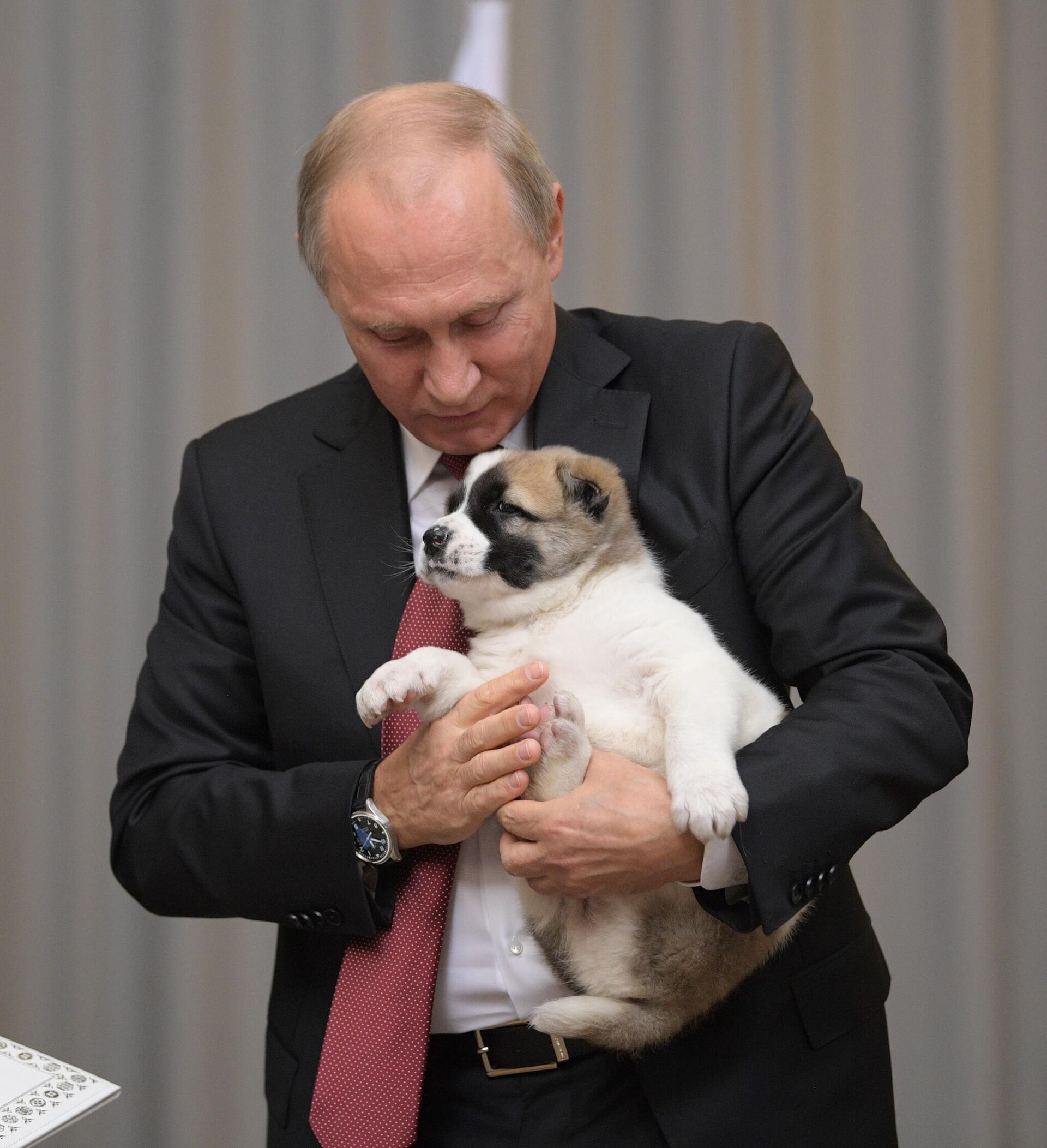 トルクメニスタンの指導者がプーチン大統領の誕生日を祝い、アラバイの子犬を贈与。 トルクメニスタンの指導者がプーチン大統領の誕生日を祝い、アラバイの子犬を贈与。 - Sputnik 日本, 1920, 07.05.2025