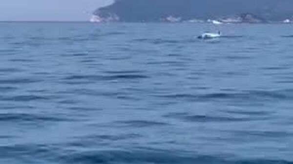 🎥 珍しいイルカだと思うかもしれないが、実はメカジキ！イタリア沖で楽しそうにジャンプする様子が目撃された。どうやらとってもご機嫌な様子。 - Sputnik 日本