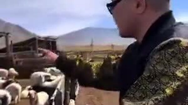 🐑 合唱の先生の性か。発声する相手には、思わずタクトを振ってしまう。ブリヤートにきたモンゴル人の熱血教師、羊のまとまりのない鳴き方に思わず喝！ - Sputnik 日本