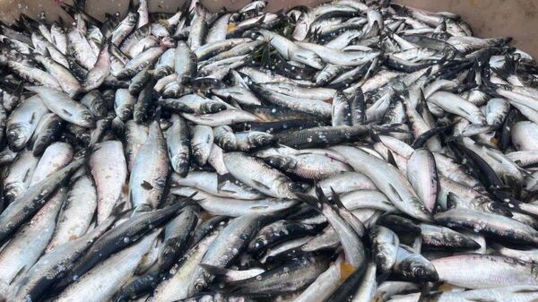 【10トンの新鮮な魚を無料提供 サハリンやクリル諸島で】 - Sputnik 日本