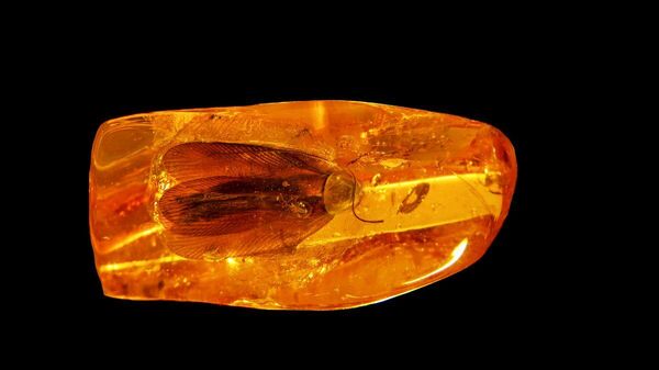 【古代のゴキブリ入りの琥珀発見】 - Sputnik 日本