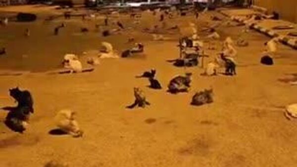 【世界最大の「猫通り」、サウジで発見！】 - Sputnik 日本
