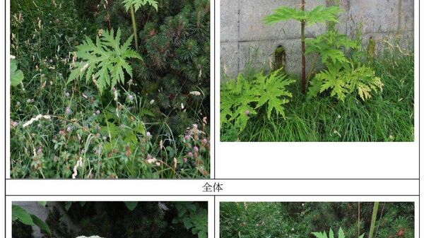 【猛毒植物「バイカルハナウド」か 札幌市が除去 6月に北大でも確認】 - Sputnik 日本