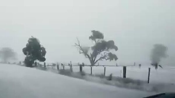 【雪の中を駆け回るカンガルー オーストラリアで大雪】 - Sputnik 日本