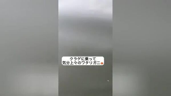 【クラゲに乗って気分上々のワタリガニ】 - Sputnik 日本