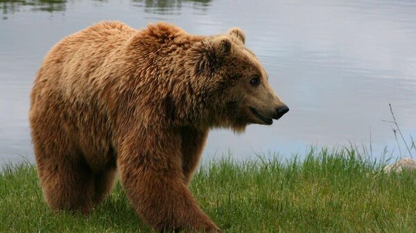【北海道・羅臼岳で遺体発見 ヒグマに襲われ安否不明の男性か 】 - Sputnik 日本