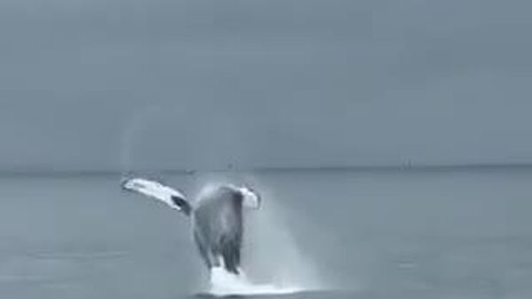 🐋実に気持ちよく、華麗なハイジャンプを決めるクジラに観光客は大喜び。跳んでるクジラも大満足。カムチャッカ半島のアヴァチンスキー湾で。 - Sputnik 日本