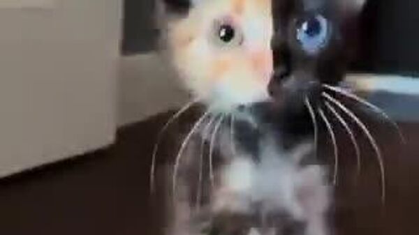 【二色カラーの子猫がSNSの人気者に！】 - Sputnik 日本