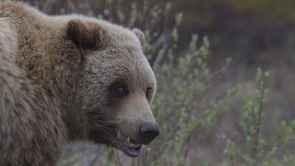 【宮城できのこ採り中にクマに襲われたか、1人死亡1人行方不明に】 - Sputnik 日本