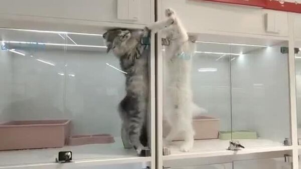 【喧嘩するほど仲がいい二匹の猫】 - Sputnik 日本