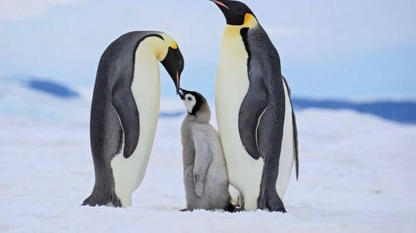 【一途な男は浮気性の男より長生き、ペンギンを例に研究者らが指摘】 - Sputnik 日本