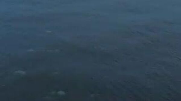 【エレガントな警備隊 シャチの大群が船団に随伴】 - Sputnik 日本