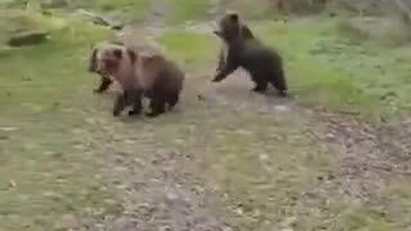 【こんな犬がいたら、クマに遭遇したって怖くない】 - Sputnik 日本