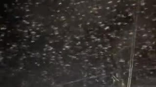 【地震で鳥が異常行動 フィリピンの住民を怖がらせる】 - Sputnik 日本