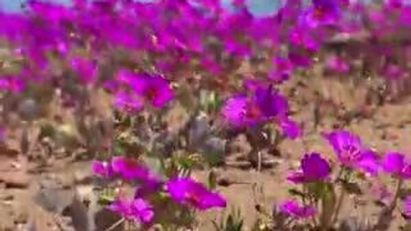 【珍しい花に埋め尽くされたアタカマ砂漠】 - Sputnik 日本