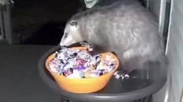 【ハロウィン、お菓子泥棒が恐怖の洗礼！】 - Sputnik 日本