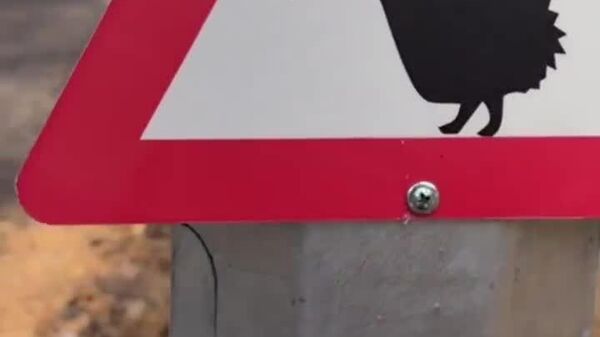 【ハリネズミ専用の横断歩道】 - Sputnik 日本