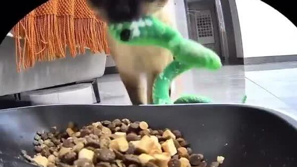 【思いやりにあふれた猫 「ご飯しっかり食べてね！」】 - Sputnik 日本