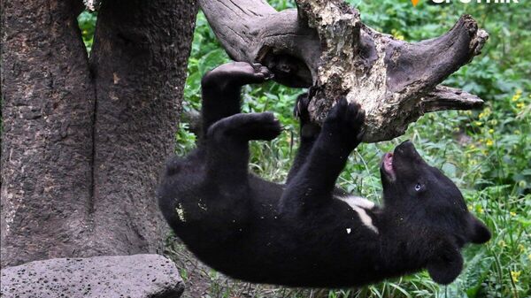 【もし出会ったら】（3/4） - Sputnik 日本