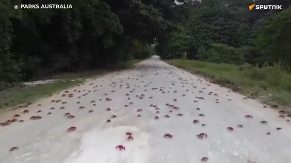 【圧巻 島中を覆いつくすアカガニ オーストラリア】 - Sputnik 日本