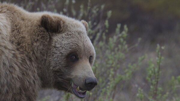 【警察官の拳銃でクマ駆除はできない可能性＝警視庁】 - Sputnik 日本