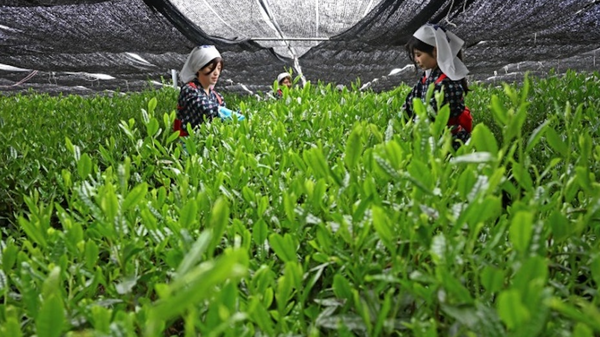 【抹茶の世界的ブームを受け中国が日本の技術導入で量産化】 - Sputnik 日本