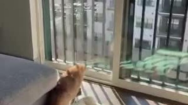 【予期せぬ訪問者にビックリ！なネコ】 - Sputnik 日本