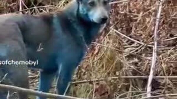 【チェルノブイリで珍しい青色の犬が目撃される＝英紙】 - Sputnik 日本