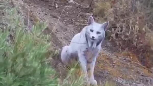 【スペインで白いイベリアオオヤマネコが初めて撮影される】 - Sputnik 日本