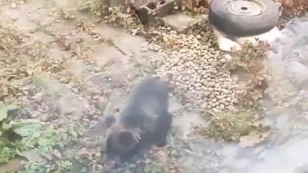 【札幌市の住宅街でクマ目撃 ハンター出動】 - Sputnik 日本