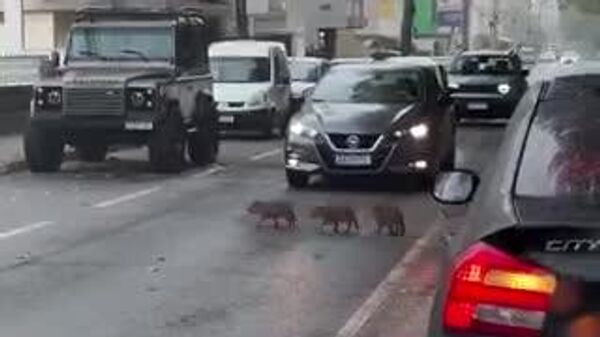 【許される遅刻の理由は、カピバラ親子の道路横断を待っていたから】 - Sputnik 日本