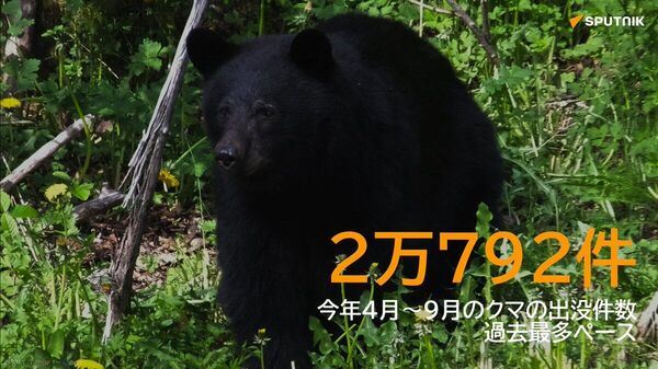 【クマ出没、4～9月で2万792件 過去最多ペース】 - Sputnik 日本