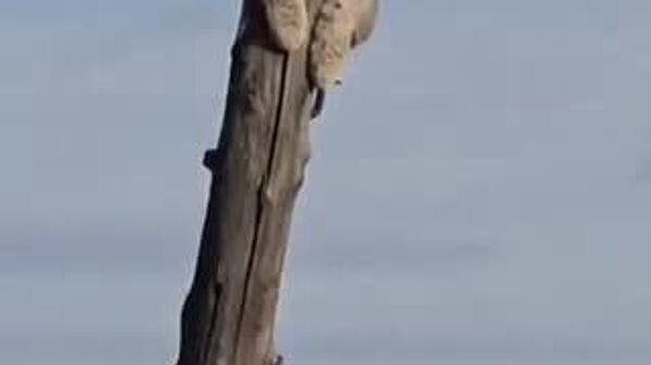 【大きなネコも一度木に登ったら降りれない…、いや、降りれる？】 - Sputnik 日本