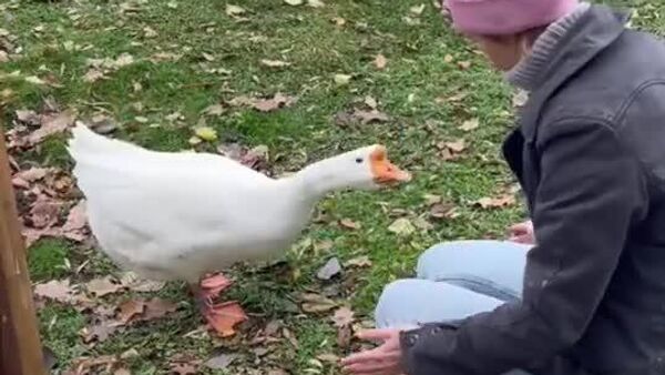 【動物も人肌恋しい季節？】 - Sputnik 日本