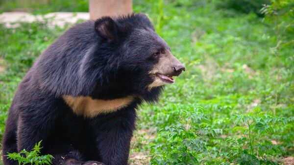 【陸自、クマ対策で活動開始 秋田】 - Sputnik 日本
